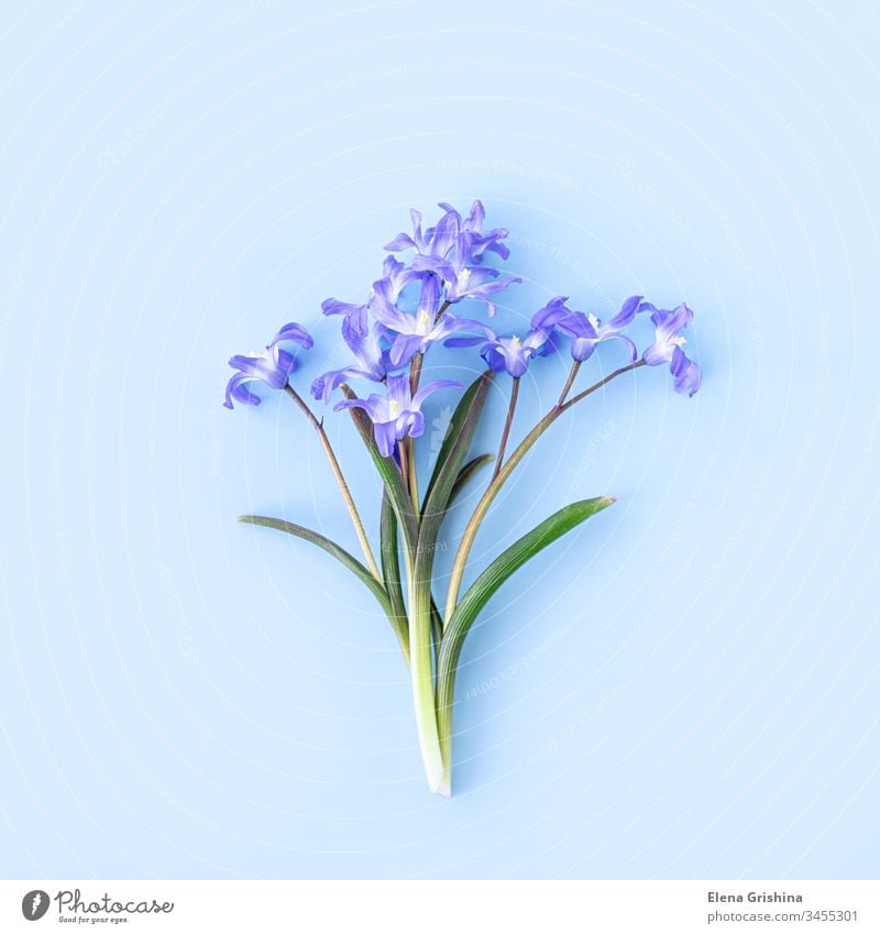 Scilla luciliae on a blue background close-up. Bulbous flowering plants. Flat lay. Copy space. scilla floral square spring chionodoxa forbesii springtime flat