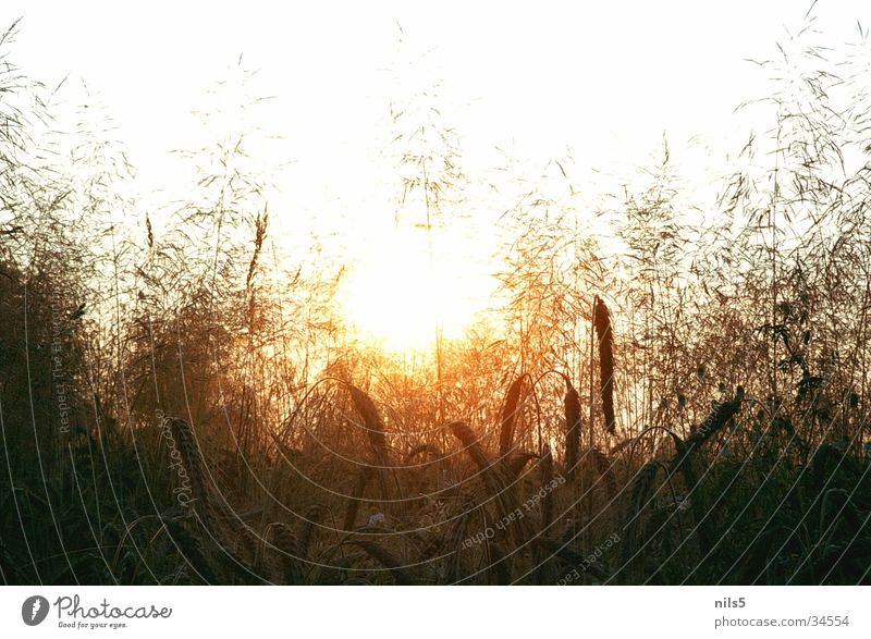 View through the cornfield Glittering Physics Hot Summer's day Morning Grain fluoroscopy Warmth