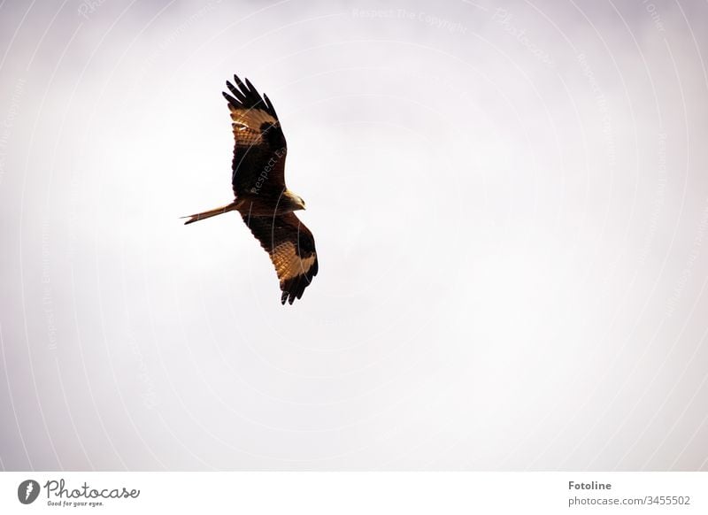 Flying red kite Red Kite Bird of prey Animal Beak Feather Beautiful Pride Colour Esthetic Ornithology White Nature Elegant Environment Brown Natural Grand piano