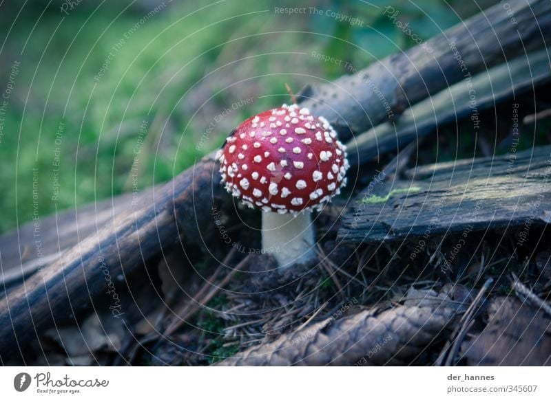 MARIO, DON'T EAT THIS! Illness Nature Plant Animal Earth Wild plant Amanita mushroom Sign Fragrance Fresh Death Fear of death Poison Mud Colour photo