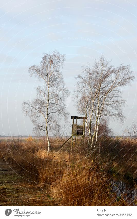 High seat in autumn Hunting Blind Landscape Bog birches Winter Autumn Exterior shot Tree Nature Environment grasses Sky Horizon