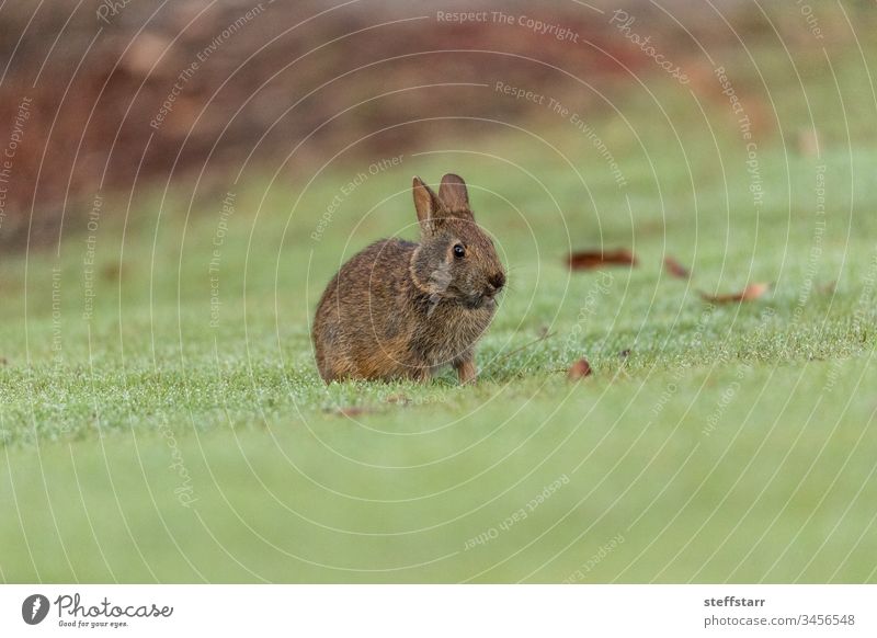 Baby Florida Marsh Rabbit Sylvilagus palustris bunny baby bunny baby rabbit marsh rabbit Florida marsh rabbit baby marsh rabbit cottontail rabbit nature