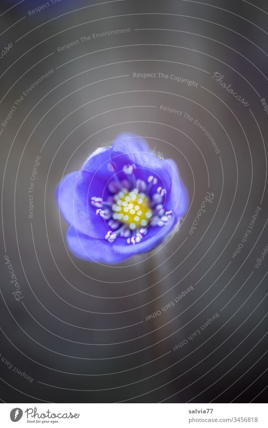 Liverflower blossom in soft blue against a dark grey background bleed Nature Hepatica nobilis Blue Dark gray Plant flowers spring Macro (Extreme close-up)