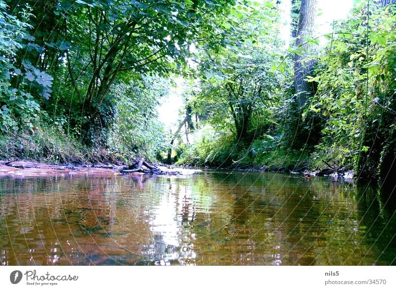 Back then at the creek Brook Forest Green Water reflection Tree Wayside Nature River Coast Landscape Idyll Plant