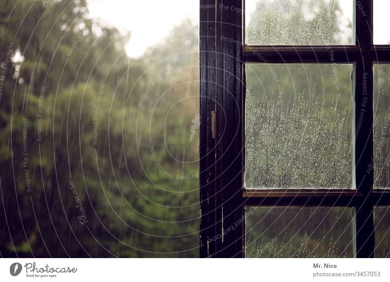 rainy Rain Drops of water Water Wet Damp Autumn Weather Window Window pane Bad weather Sadness View from the window Wooden window Tree Garden open window