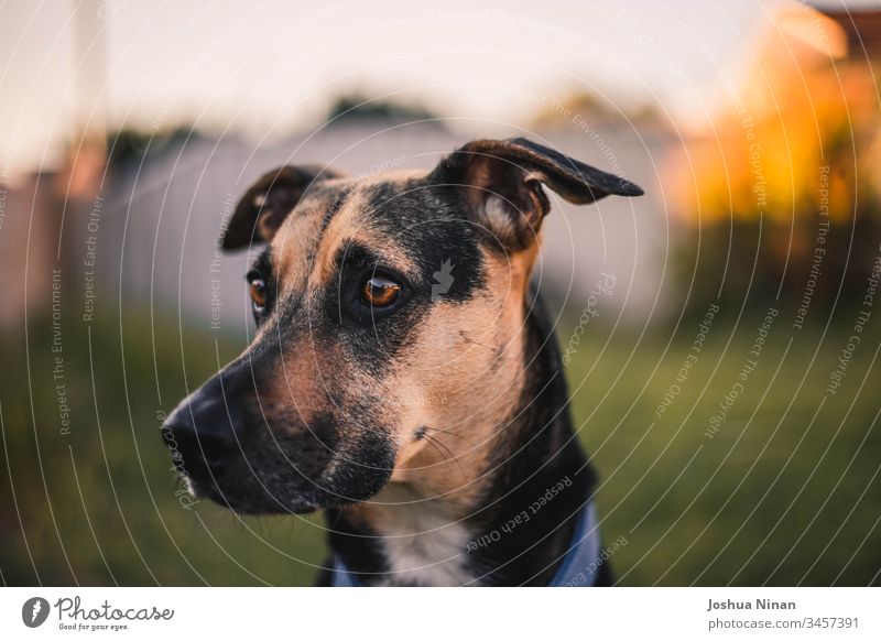 Australian kelpie dog looking into the distance pets animals cute outdoors backyard sunset australian dog