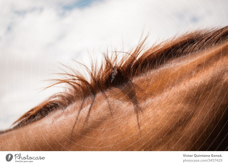 Horsehair detail agrarian agricultural animal backwoods bucolic cavalry europe fashion fur glamour grass hairstyle idyllic isolated mare nature no person one