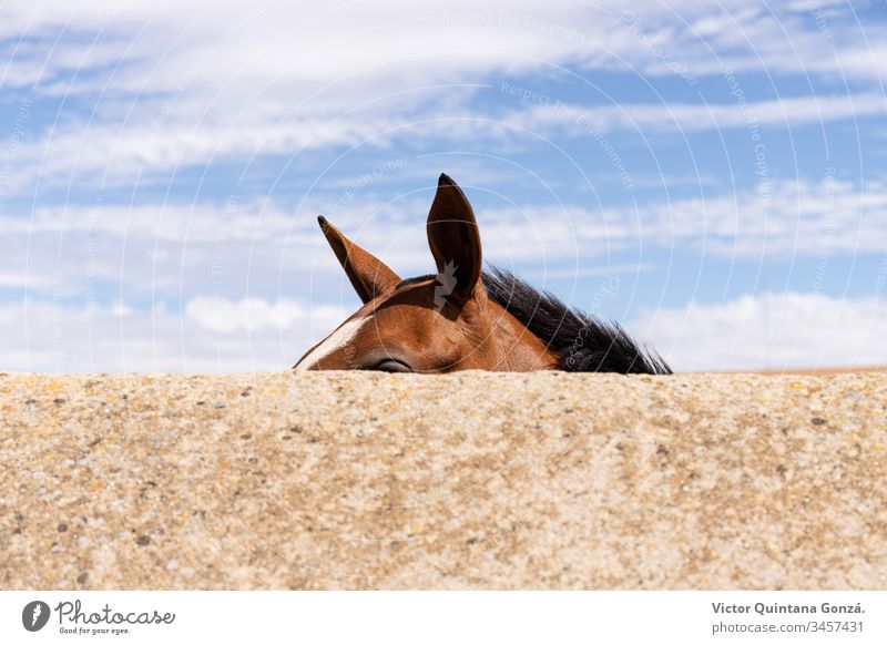 Horse ears behind wall agrarian agricultural animal backwoods bucolic cavalry colt countryside desert europe fair weather farmland fast freedom idyllic mare