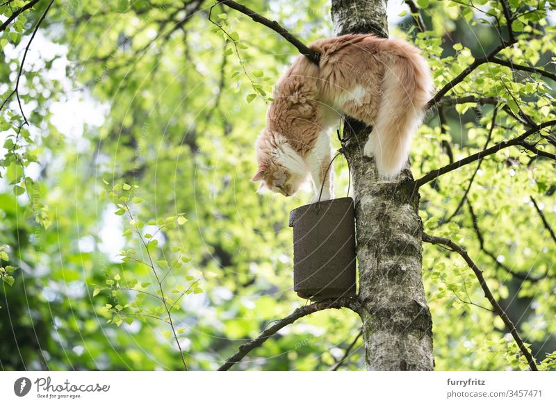 Maine Coon cat climbs a tree to get to a birdhouse Cat Cute Beautiful Kitten Fluffy Pelt young cat bokeh Outdoors selective focus Summer Nature Watchfulness