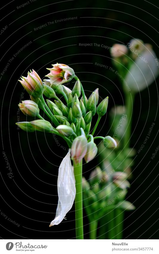 The Art is king. nature Nature Flower flowers Flower meadow Dark Exterior shot Green Pink dark background Ireland Spring