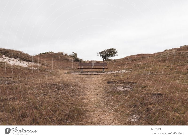 Bench on a dune with a crooked tree bench Dune Marram grass Dune crest skew Wind West wind Grass Landscape North Sea Beach Deserted Coast Ocean