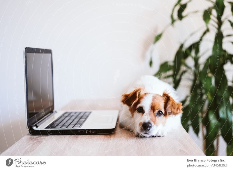 cute jack russell dog working on laptop at home. Stay home. Technology and lifestyle indoors concept technology office pet computer screen website study typing