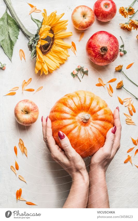 Female hands holding pumpkin on white table background with apples, pomegranate and sunflowers  Top view. Flat lay female top view flat lay overhead copy space