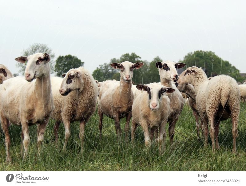 curious sheep in the bog stand on a meadow, two look into the camera, the others look away disinterested Flock Moorland sheep Herd Farm animal Animal