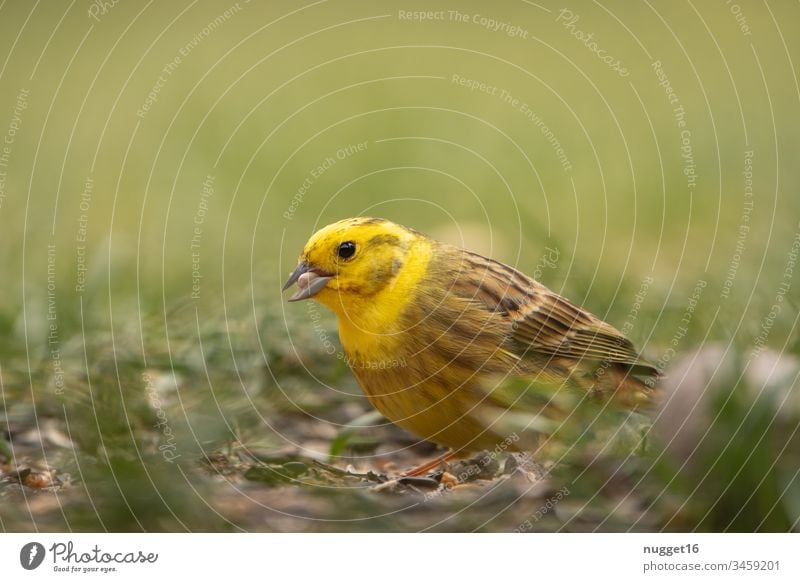 Yellowhammer foraging in the grass Bird Grass Animal songbird Nature Exterior shot Colour photo Day Animal portrait Songbirds Wild animal Deserted