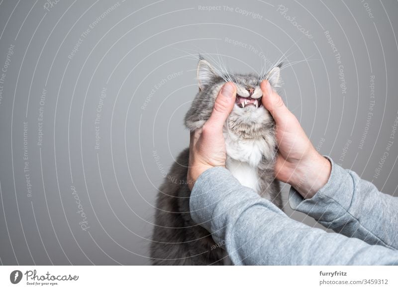 Examination of the teeth of a young Maine Coon cat Cat Cute Enchanting Beautiful feline Fluffy Pelt purebred cat pets Longhaired cat White blue blotched