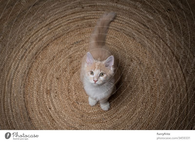 young Maine Coon cat stands on a sisal carpet and looks up 2-5 months Enchanting Watchfulness Beautiful Begging - Animal behaviour Carpet Circular Cream Tabby