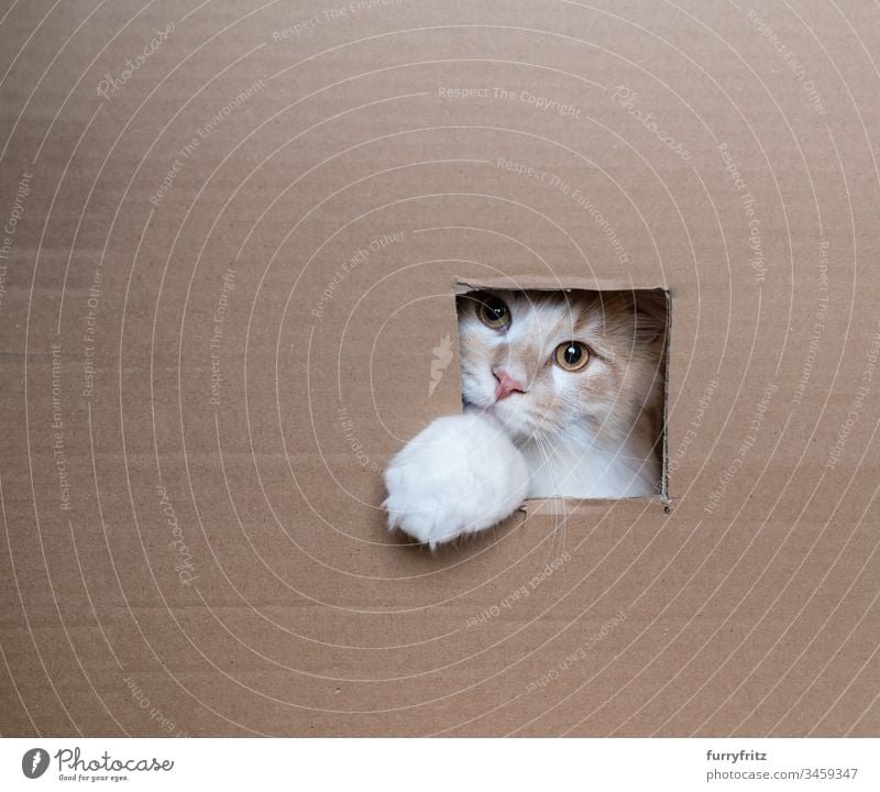 playful cat looks out the window of a box purebred cat Longhaired cat Maine Coon Kitten kitten feline Fluffy Pelt Whisker young cat 2-5 months Cream Tabby Beige