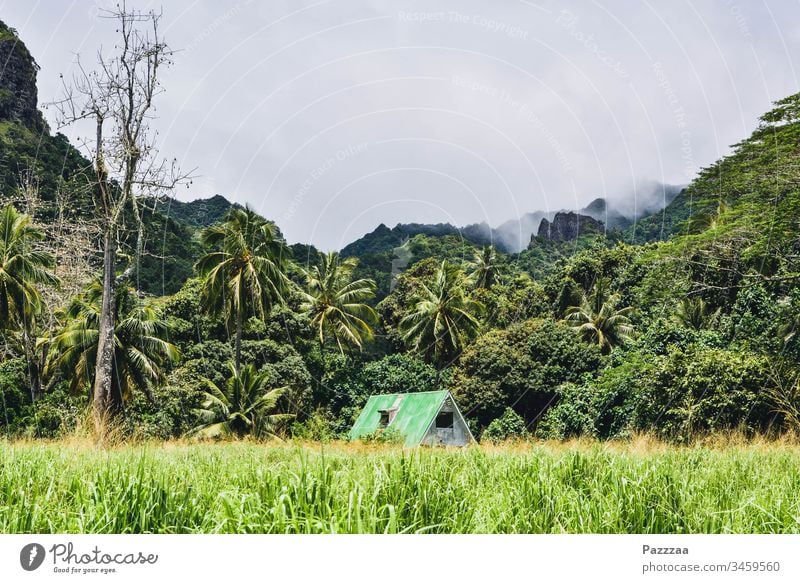 Home in Rarotonga social distancing stay at home Hut Long distance travel South Pacific hermit Hermit jungles Nature Idyll House (Residential Structure)