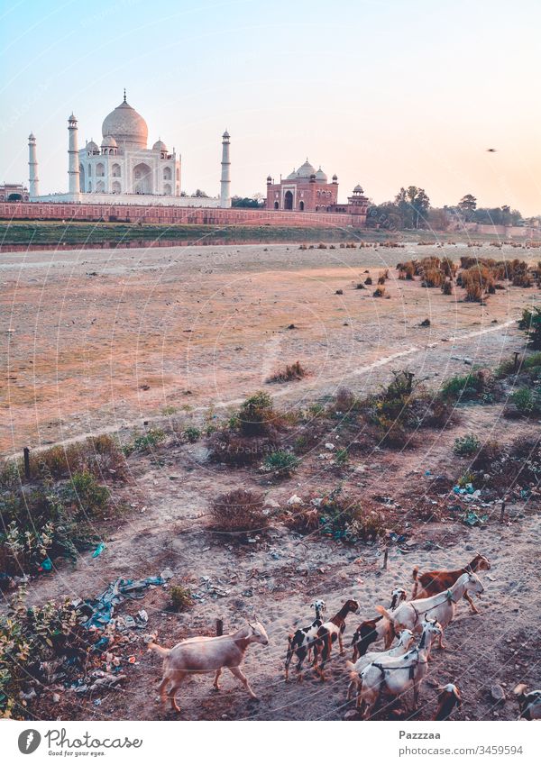 Goats at the Taj Mahal India Agra Hinduism Herd Long distance travel Travel photography Tourist Attraction Tourism Mausoleum Poverty