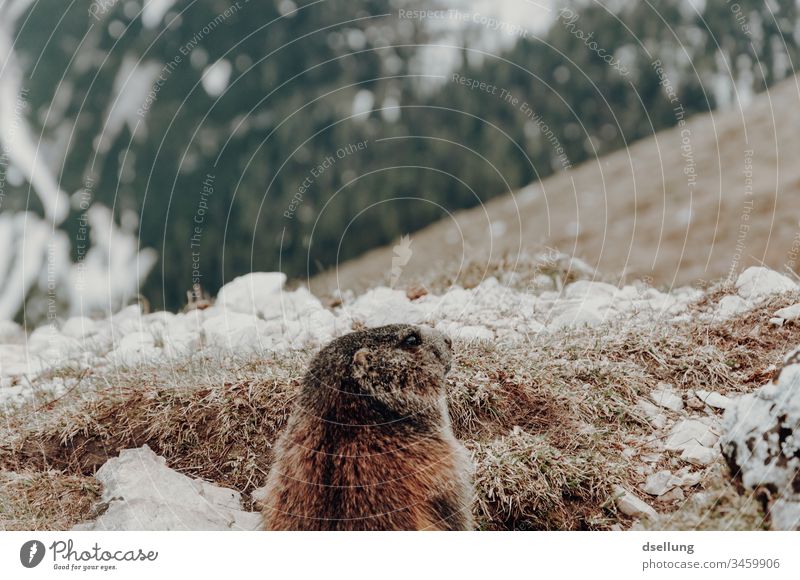 A marmot looks attentively out of its burrow Sunlight Day Supply Diligent Accumulate Feed To feed Stand Love of animals Rodent Marmot Wild animal Summer Climate