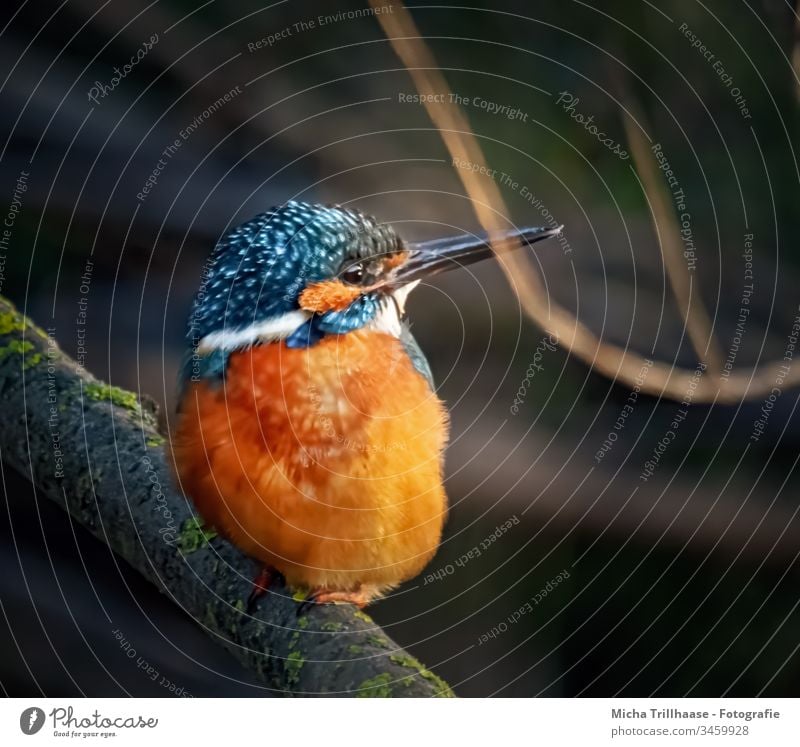 Kingfisher looks around kingfisher Alcedo atthis Bird Wild animal Nature Sunlight Animal Head Beak Eyes Grand piano feathers plumage luminescent rays Lakeside