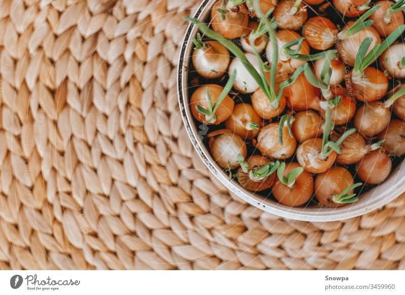 Fresh home grown onions in a plastic container on a natural braided background agriculture april bulb chives closeup concept crop detail diet easter eating