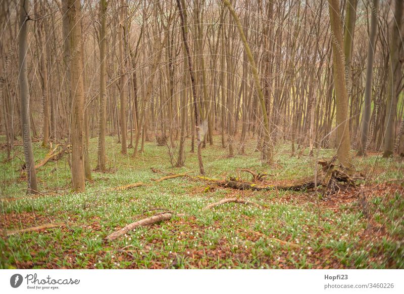 Märzenbecher Blossom in the forest Märzenbecherwald Spring snowflake Plant Colour photo Exterior shot Flower Nature Deserted Green White Spring fever Day