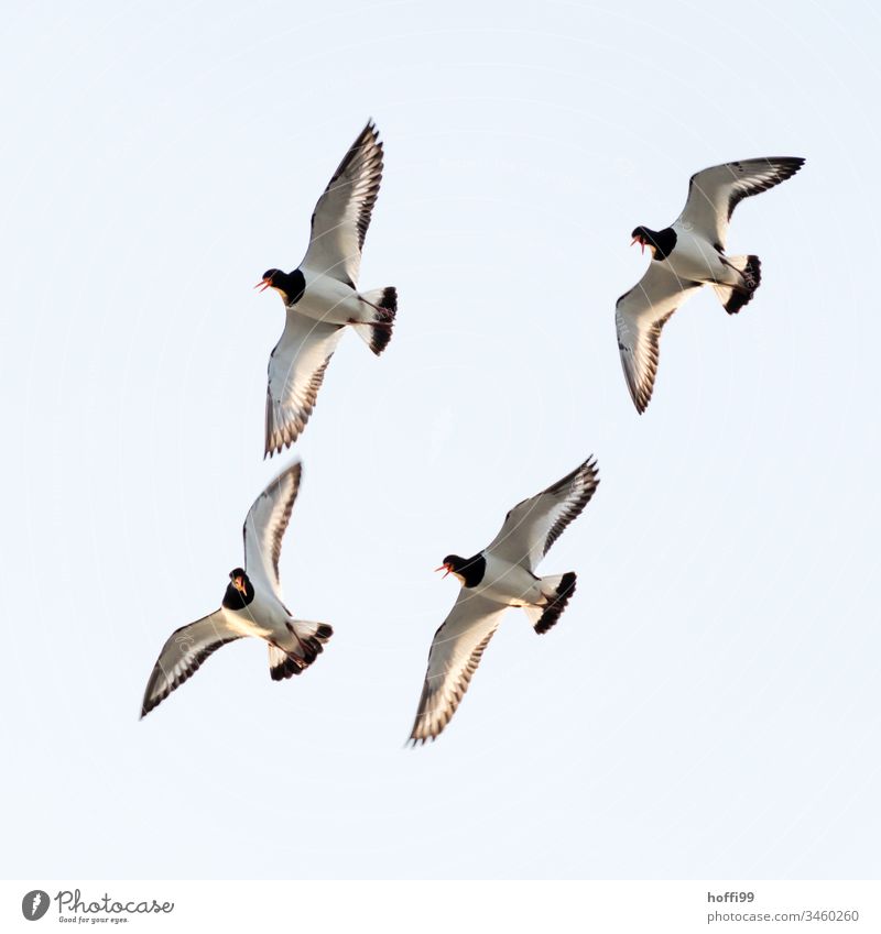 four oystercatchers in free flight Hoffi99 Schillig Minimalistic Nature North Sea Oyster catcher Animal portrait Scream Flying Maritime Fresh Coast Sky