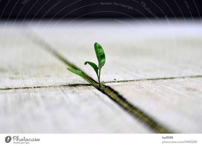 stable growth - sprout between two concrete slabs Concrete Green Gray minimalism Plant trace Spring Urbanization Urban gardening Germ seedling offshoot Growth