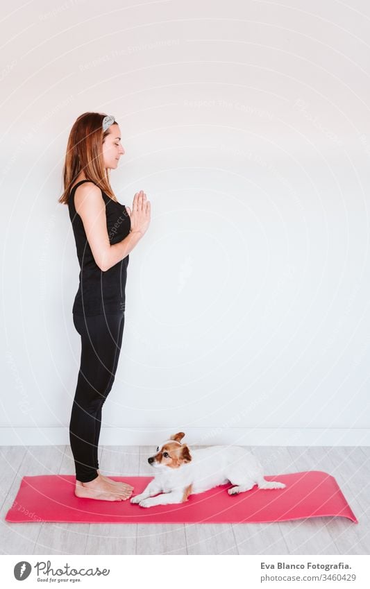 cute small jack russell dog lying on a yoga mat at home with her owner woman. Healthy lifestyle indoors pet together sport exercise healthy female body