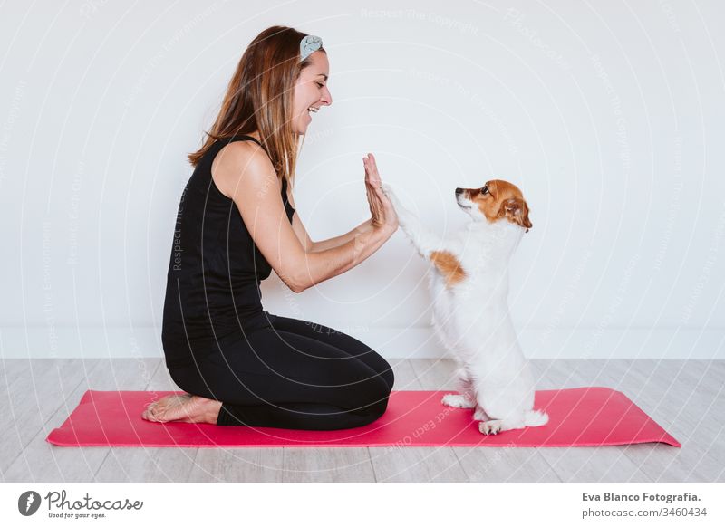 cute small jack russell dog lying on a yoga mat at home with her owner woman. Healthy lifestyle indoors pet together sport exercise healthy female body