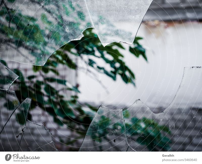 view of a tree branch through a broken dirty glass air wall blur blurred broken glass cracked damaged gravel green leaves sharp