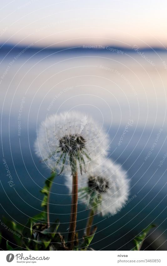 Blowballs on the lake Lake zurich dandelion Zurich Water Switzerland Sky Colour photo Exterior shot Landscape Nature Twilight Dandelion blow Spring Reflection