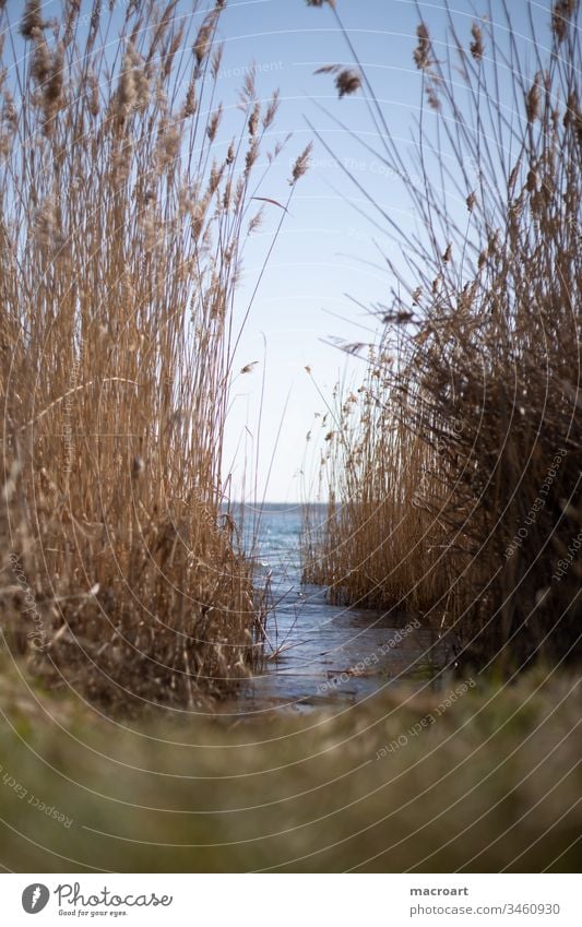 Reed in detail Lake Water reed Common Reed grasses Spring Relaxation open pit mining flooded lignite mining Body of water Swimming lake Landscape Nature