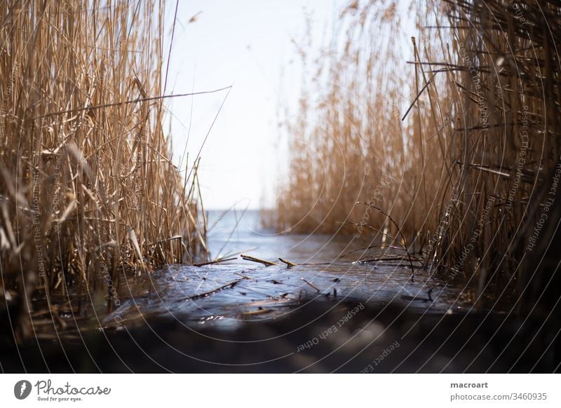 Reed in detail Lake Water reed Common Reed grasses Spring Relaxation open pit mining flooded lignite mining Body of water Swimming lake Landscape Nature