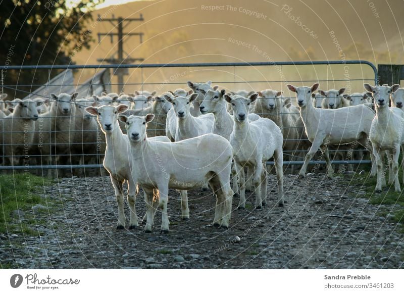 The first few shorn sheep of the day Dipton Sandra Prebble farming mob morning oreti view shearing sheep Oreti river wool Animal Farm animal New Zealand woolly