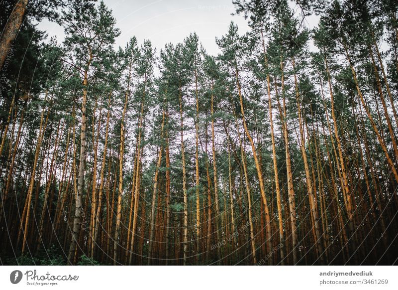 A fascinating pine forest. background of the forest nature beautiful landscape view tree beauty natural outdoor winter green white park sky season environment