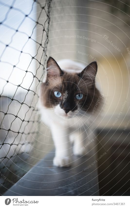 Sacred Birman or Ragdoll cat running on the balcony with cat protection net Cat look into the camera Cat net Balcony Watchfulness animal eye Beauty & Beauty