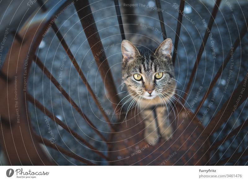 curious cat in a metal fireplace animal eye animal hair animal-mouthed Animal nose bokeh Cat Curiosity Domestic cat European Shorthair Investigation fire bowl