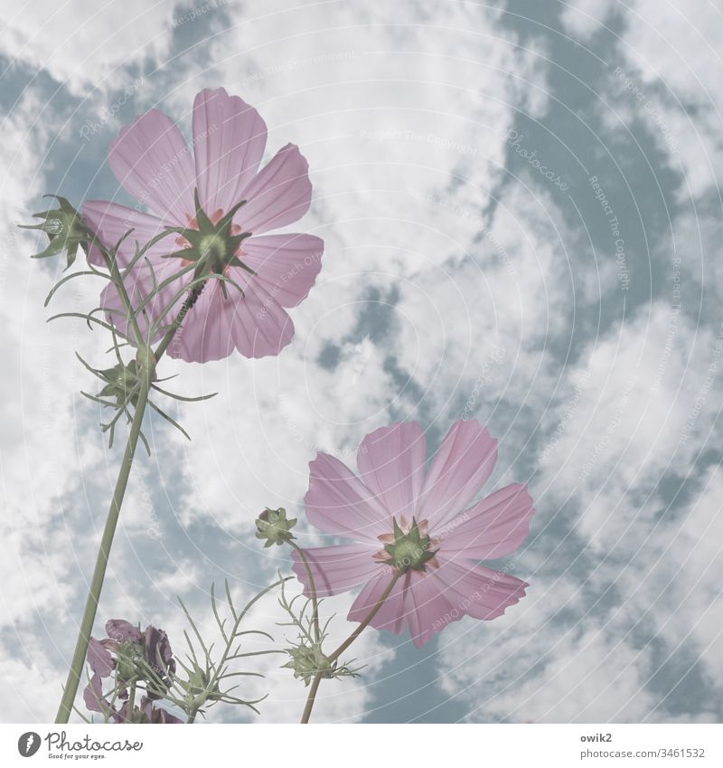 radar station Flower Cosmea Cosmea flower blossoms wax purple Bright Sky Clouds Worm's-eye view Spring Close-up Garden Meadow Nature Plant Exterior shot