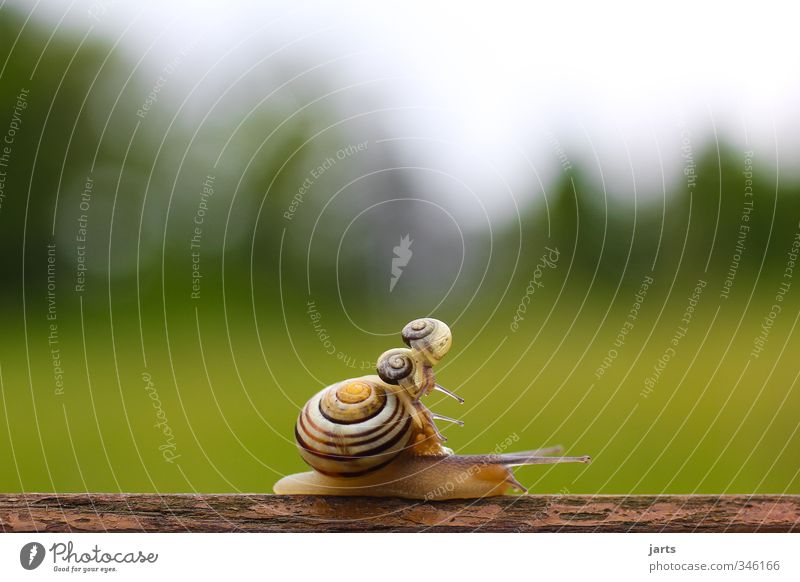 supersnails Animal Wild animal Snail 3 Baby animal Discover Crawl Joy Nature Climbing Acrobatic Colour photo Exterior shot Close-up Deserted Copy Space left