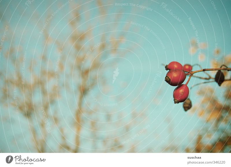 OUr Environment Sky Autumn Beautiful weather Bushes Blue Red Rose hip Berries Fruit Plant Nature Branchage Colour photo Exterior shot Deserted Copy Space left