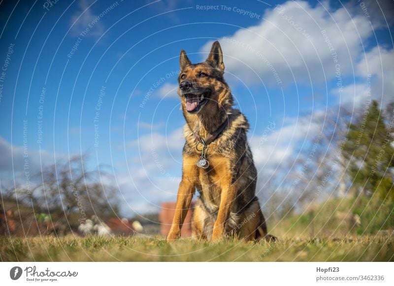 German shepherd dog sitting on the meadow German Shepherd Dog Shepherd dog Sit Observe Pelt Brown black Snout ears Meadow Nature Landscape Place Sky Clouds