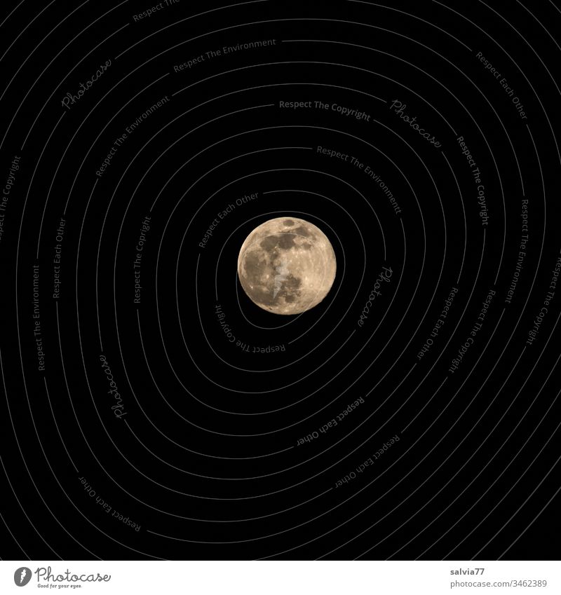 Full moon at night Nature Environment Night Moon Full  moon Center point Exterior shot Neutral Background Isolated Image Astronomy Planet Trabant 600 Illuminate