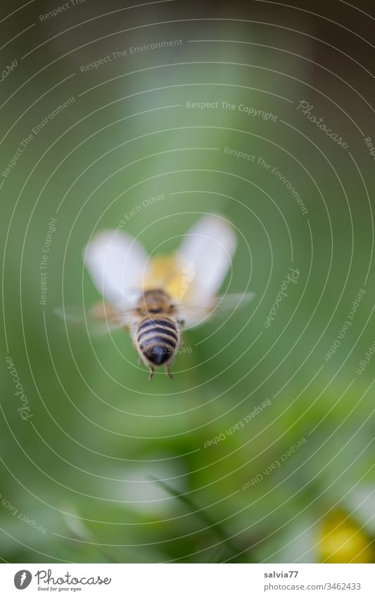 Bee flies towards white flower with green background Nature Spring Green Flower White Macro (Extreme close-up) Blossom Exterior shot Shallow depth of field