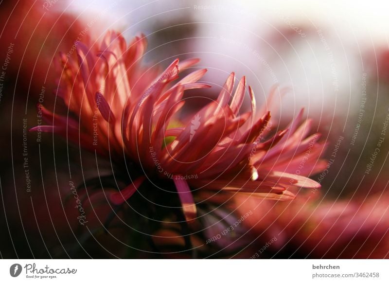 beauty | after gardening Spring Summer Blur Exterior shot Plant Sunlight Close-up Colour photo Deserted Ease Delicate Summery Fragrance blossom Blossom Flower