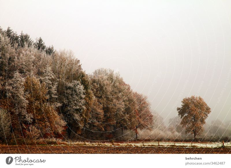 winter walk Winter Forest Snow huts Frost Landscape Nature Environment Meadow Field Autumn foliage Autumn leaves Autumnal landscape winter landscape chill