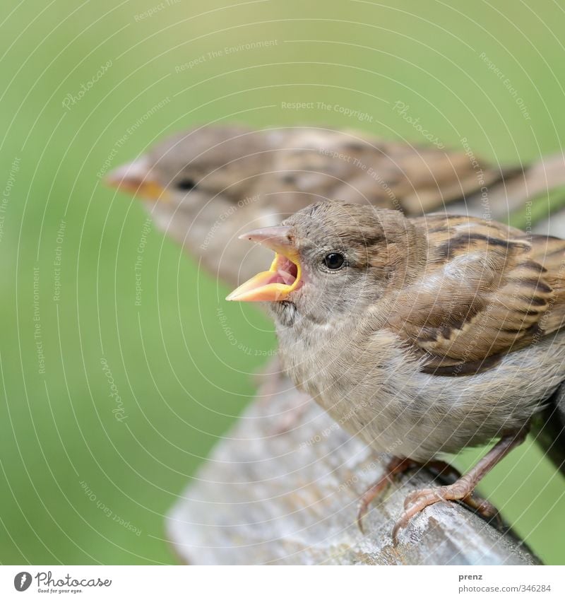 two Environment Nature Animal Wild animal 2 Brown Green Sparrow Close-up Near Colour photo Exterior shot Deserted Copy Space left Day Shallow depth of field