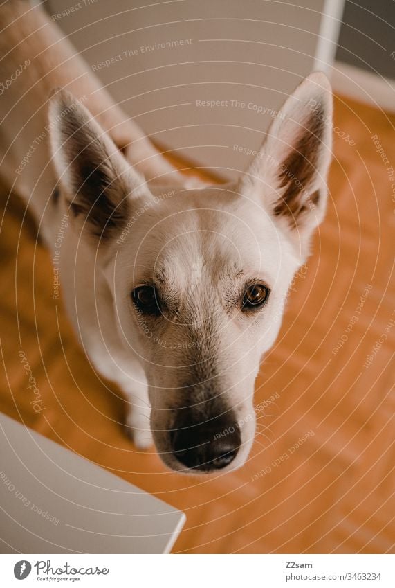 Portrait of white shepherd dog Shepherd dog White Animal Pet Dog ears Sweet dearly Cute Loyalty Playing Affection Love Pelt Nose sniffles Love of animals